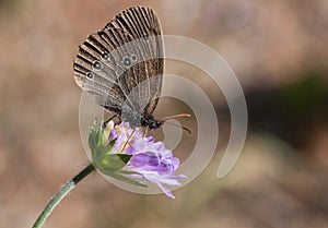 Brown butterfly Ringlet on a blue flower