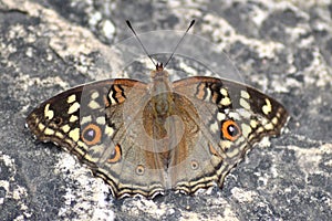 Brown butterfly on rock