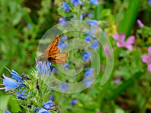 A brown butterfly searches the blue flower of the meadow