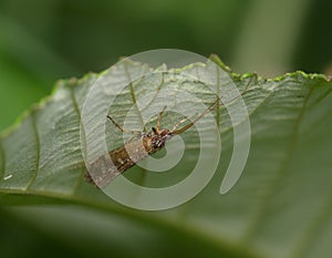 The brown butterfly sits on bottom party of a leaf