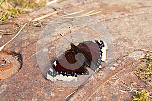 Brown butterfly sits on a metal hatch