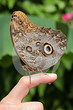 A brown butterfly sits on persons finger