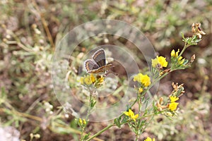 A brown butterfly sits on a yellow flower in a meadow