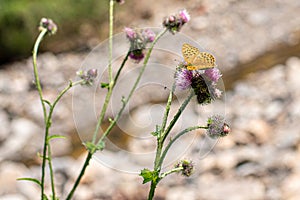 Brown butterfly sitting on the flower