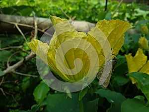 Brown Butterfly Sitting On A Gourd Flower.