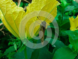 Brown Butterfly Sitting On A Gourd Flower.