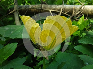 Brown Butterfly Sitting On A Gourd Flower.