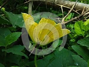 Brown Butterfly Sitting On A Gourd Flower.