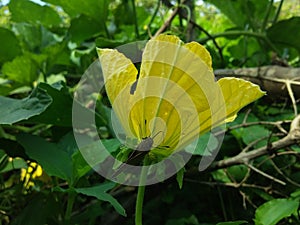 Brown Butterfly Sitting On A Gourd Flower.