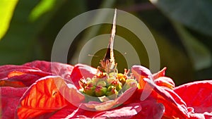 Brown Butterfly Sitting On A Huge Red Flower - Side Angle - Close Up