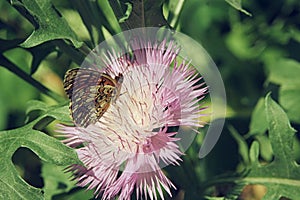 Brown butterfly sitting on a pink aster flower close up selective focus