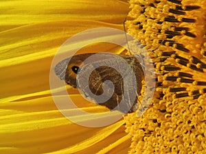 Brown butterfly sitting on the yellow flower