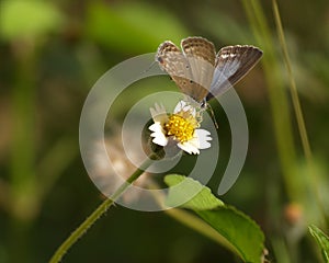 Brown Butterfly and Spanish needle flowers