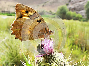 A brown butterfly with a spot on its wings sits on a purple flower in a meadow