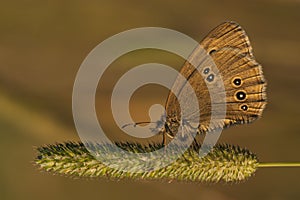 Brown butterfly in the sunset light