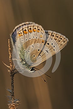 Brown butterfly in the sunset light