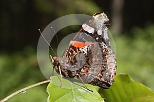 Brown butterfly - Vanessa cardui