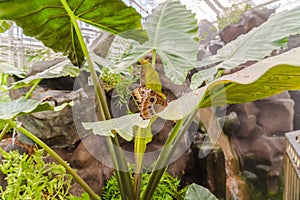 Brown butterfly on vibrant green plant inside a greenhouse with glass roof