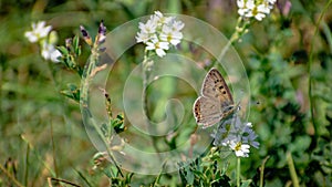 Brown butterfly is waiting in the meadow