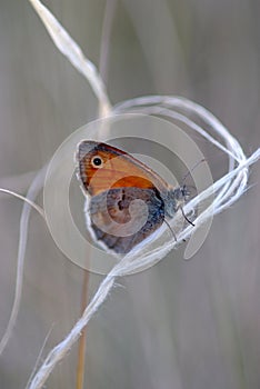 A brown butterfly walks along a white thread