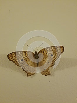 Brown butterfly on the wall photo