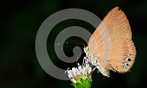 Brown butterfly on a white flower in Costa Rica