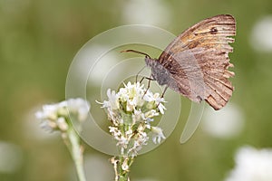 Brown butterfly on white flower in summer nature