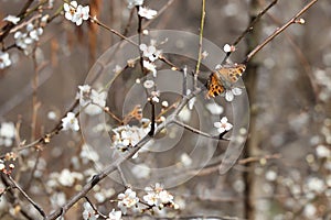 Brown butterfly on white flowers of a plum tree