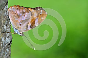 Brown Butterfry