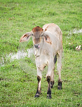 Brown calf