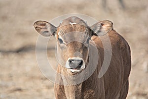 Brown calf closeup in the desert in Arizona