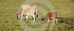 Brown calf and cow graze in green meadow