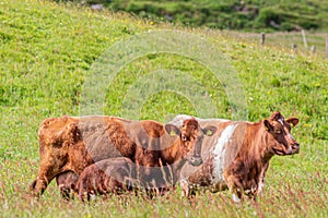 Brown calf cows on green pasture with their calves