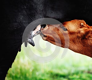 brown calf drinking from his mother udder on green grass