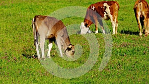 Brown calf drinks water from drinker, young heifers graze in meadow, concept of human pollution of nature, release of greenhouse