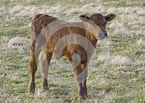 Brown calf livestock