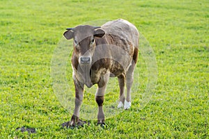 Brown calf looking at me