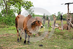 Brown calf standing in a field