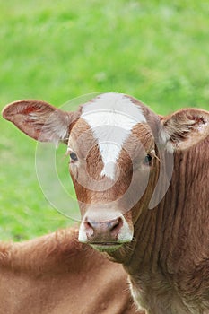 A brown calf with white shoulders, standing close to its mother, a community owned farm, cultivating cows and squeezed cows, Aceh-
