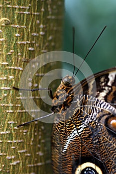 Brown Caligo Atreus Butterfly