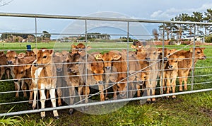 Brown Calves Behind Gate