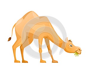 Brown Camel as Even-toed Ungulate Desert Animal Chewing Grass Vector Illustration photo