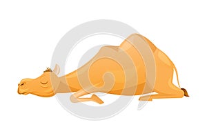 Brown Camel as Even-toed Ungulate Desert Animal Lying and Sleeping Vector Illustration