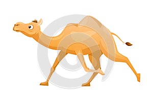 Brown Camel as Even-toed Ungulate Desert Animal Running Vector Illustration