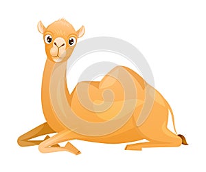 Brown Camel as Even-toed Ungulate Desert Animal Sitting on the Ground Vector Illustration