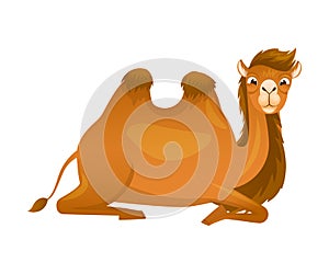 Brown Camel as Even-toed Ungulate Desert Animal Sitting Vector Illustration