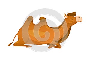 Brown Camel as Even-toed Ungulate Desert Animal Sitting Vector Illustration