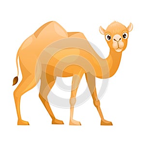 Brown Camel as Even-toed Ungulate Desert Animal Standing Vector Illustration