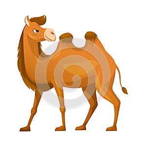 Brown Camel as Even-toed Ungulate Desert Animal Standing Vector Illustration