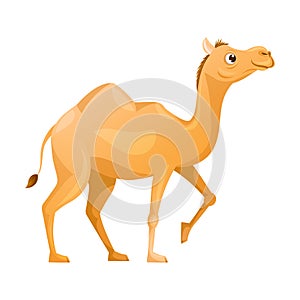 Brown Camel as Even-toed Ungulate Desert Animal Walking Vector Illustration